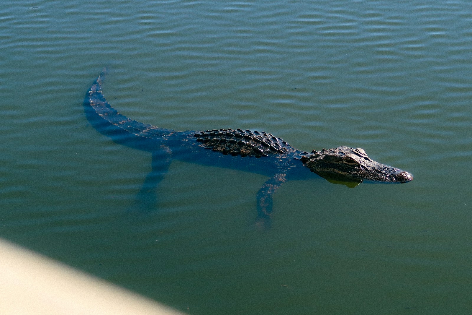 a large alligator swimming in a body of water